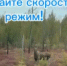 У трассы «Югра» в Советском районе заметили семейство лосей - ИД Новости Югры