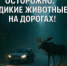 Осторожно: дикие животные на дорогах! - Администрация Ханты-Мансийский района