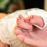 Более 10 тысяч будущих мам с начала года получили выплаты и пособия от Отделения СФР по Югре - ИД Новости Югры