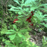 Рубрика «Биопросвет» (волчеягодник обыкновенный) - Природнадзор Югры