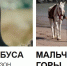 Семь фильмов для детей и подростков борются за победу в «Духе огня» - ИД Новости Югры