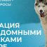 Жителей ХМАО спрашивают о бродячих собаках на улицах - РИЦ Югра